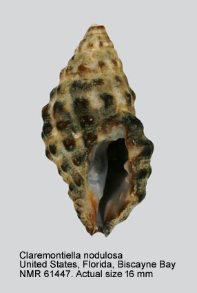 Claremontiella nodulosa.jpg - Claremontiella nodulosa (C.B.Adams,1845)